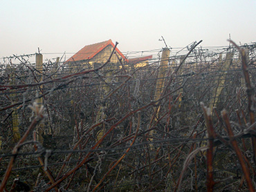 a-la-vigne-1