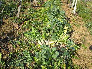a-la-vigne2