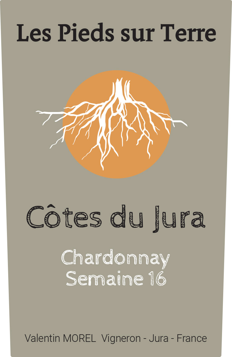 CHARDONNAY SEMAINE 16